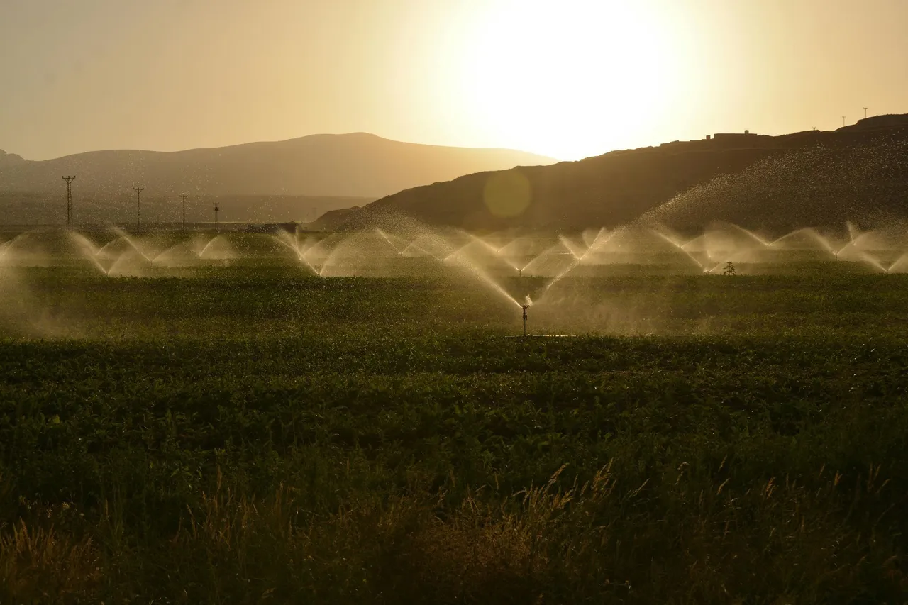 Sprinklers watering a field at sunset; mountains in the background, sun shining.