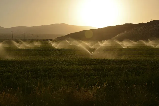 Sprinklers watering a field at sunset; mountains in the background, sun shining.